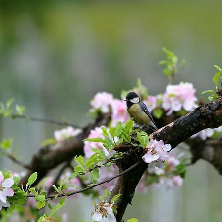 Appartamento Streitlhof Tirolo
